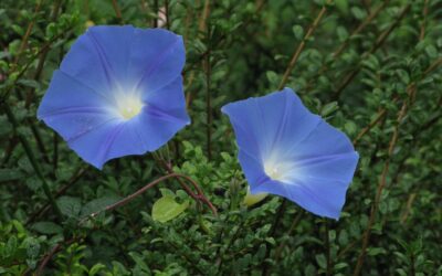 Den kristne och yoga frågan
